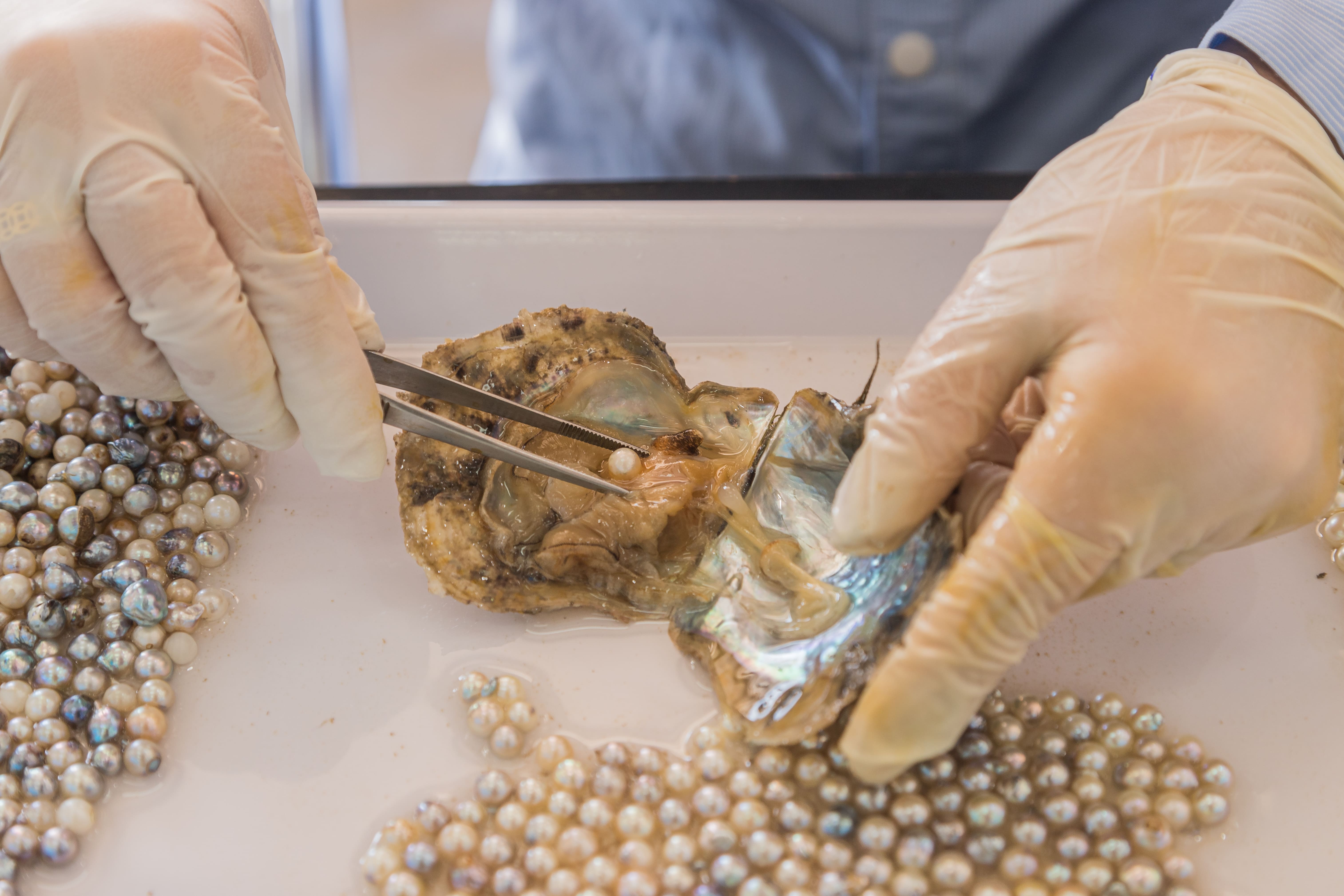 cum-se-evalueaza-perlele-mod-recoltare-perle